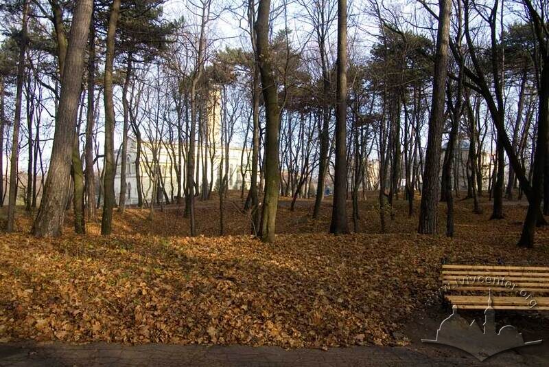 Соснові дерева Личаківського парку.