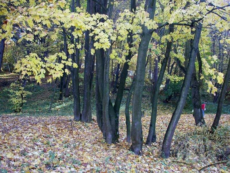 Клени у парку “Залізна вода”.